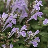 タツナミソウ 紫花