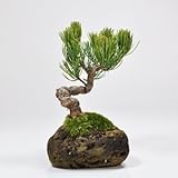 五葉松　石付きの盆栽