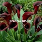 400 piece 16 Colors calla lily seeds 2016 New Garden Flowers Four Season Sowing World Rare Flower Se