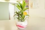 ［寄せ植え3種］ハイドロカルチャー　観葉植物　　バブ１２　赤