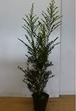 【20本セット】 キンメツゲ 樹高0.8m前後 15cmポット （金芽ツゲ） 生垣 苗木 植木 苗 庭木 生け垣