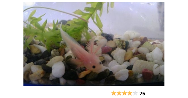 Amazon ウーパールーパー リューシー 3 5cm美個体 ブリーダー倶楽部 観賞魚 水中生物 通販