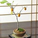 盆栽妙 老爺柿(ロウヤガキ)のミニ盆栽 樹高25cm×幅18cm