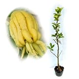 仏手柑（ブッシュカン）4～5号ポット ノーブランド品