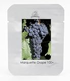 1プロフェッショナルパック、100粒/パック、マーケットダークブルーグレープシード赤ワインブドウハーディ植物苗＃NF458