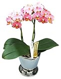 ☆ピンク系ミディー胡蝶蘭【オレンジマジック】シルバー鉢入『4.5号鉢・２本立ち』生産者より日本全国へ胡蝶蘭をお届けいたします。
