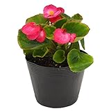 花市場直送便 花苗 ベゴニアセンパー ピンク 8入