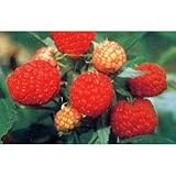 木いちご（キイチゴ）：ラズベリー　サマーフェスティバル4号ポット[二季なりの豊産種][苗木] ノーブランド品