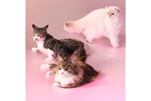 【Amazon.co.jp限定】cats (初回限定盤)(特典:コットン巾着付)※応募シリアルナンバーは付きません。