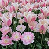 ぴったり開花球根セット　チューリップ球根　アンジェリケ５球＆サンネ５球