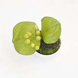 CUPBON サンキライ ぐいのみ 黒錆 盆栽 造花 フェイクグリーン