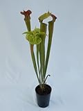 食虫植物　Sarracenia alata heavy veined red throat(サラセニア アラータ ヘビーベインド　レッドスロート)