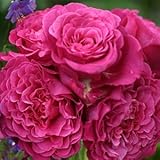 バラ苗 ヴァンテロ 国産大苗オリジナル角鉢7号 四季咲き大輪 ピンク系 ギヨーローズ（フレンチローズ）