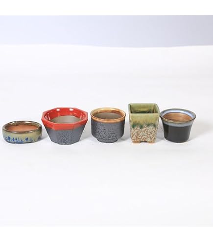 Amazon.co.jp: 形状お任せ 山野草豆鉢 山野草 植木鉢 ミニミニ盆栽鉢