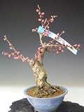 盆栽 梅 花芽付き!開運梅(八重咲き、ピンク花)2018早春開花予定
