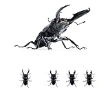 1/1オオヒラタクワガタ 全4種セット ガチャガチャ