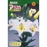 秋植え球根 透し百合 アラスカ 白花 (544468)