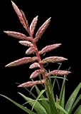 Tillandsia cretacea - Air Plant - 10 seeds
