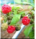 二季なり性 ラズベリーサンタナ6号ポット苗 果樹苗木 果樹苗 キイチゴ 苗