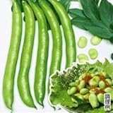国華園　野菜たね　マメ　ソラマメ　サラダそら豆　1袋(50ml入)【※発送が国華園からの場合のみ正規品です】