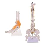 Fenteer 教育用モデル　生物教育　背骨モデル　足首モデルセット　シミュレーション　