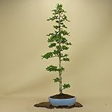 津山桧/ツヤマヒノキ 中品盆栽 （松柏盆栽）（いよじ園 伊予路園）