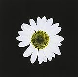 �u���b�N�E�f�C�W�[�E�z�C�[��