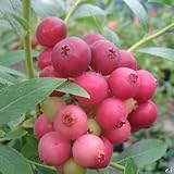 ブルーベリー 挿木苗　2年生　ピンクレモネード 【 ハイブリッド系 】