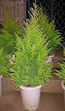 ゴールドクレスト 100CM前後 8号 鉢植え コニファー