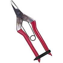 チカマサ　近正　青果鋏　ストッパーなし 31本セット 6丁迄メール便￥300可) (標準包装) 近正 農園鋏 M-700 青果鋏