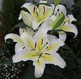 オリエンタルユリ　コロンビア　１球入