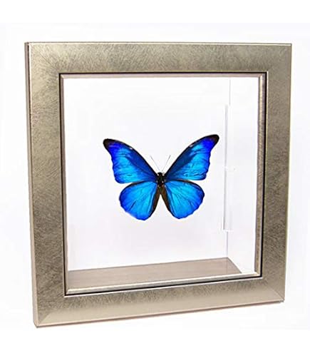 Amazon.co.jp: 蝶の標本 アナクシビアモルフォ Morpho anaxiBia