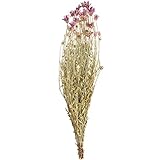 東京堂 ドライフラワー キセランセマム (30g入) #パープル FD003042-017