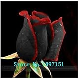 ビッグセールフラワー種子盆栽100個レア驚くほど美しい黒赤の縁は、種子ホーム＆ガーデンのバラ