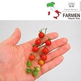 生食用イタリアントマト無農薬：マイクロレッド3.5号 3株セット ノーブランド品