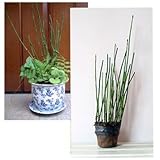 トクサ（木賊）：3.5号ポット6株セット