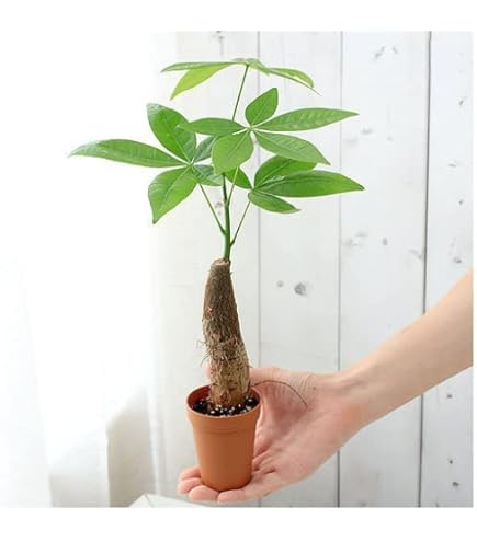 パキラ 高さ約1.5メートル 182687953.jpg?cmsp_timestamp=