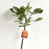 渋柿 苗木 会津身不知 12cmロングポット苗 あいづみしらず カキ 苗 かき