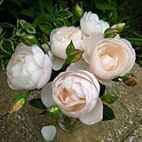 バラ苗 ブリーズ 国産大苗デルバールオリジナル角鉢6号 四季咲き中輪 ピンク系フレンチローズ（デルバール）