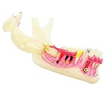 Carejoy® Dentist Teeth Teach Study Model Dental Mandibular Tissue Teeth Demonstration Anatomical Mod