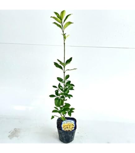 Amazon.co.jp: 苗/苗木 【10本セット】 オウゴンマサキ 樹高0.4m前後