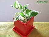 ポトス・エンジョイ / ヴィヴィッドレッドポット / Pothos N'joy / Vivid Red Pot / イテリア観葉植物/鉢植え
