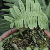 [ シダ ] アオネカズラ