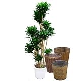 ドラセナコンパクタ 10号サイズ【バスケット(鉢カバー) 付き】 バスケット03