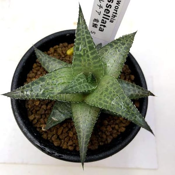 Amazon Co Jp 多肉植物 ハオルチア 竜鱗 ｓ 幅7ｃｍ ホーム キッチン