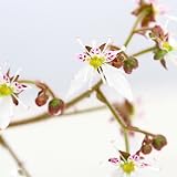 (山野草)ユキノシタ(雪ノ下) 3号(お買い得3ポットセット) 本州・四国限定[生体]