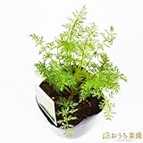 キャラウェイ 【苗】 ９ ｃｍ ポット ＜当店は 苗 種 鉢 培養土 ニーム の専門店＞