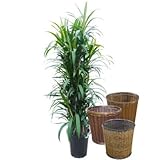 アオドラセナ 10号サイズ【バスケット(鉢カバー) 付き】 バスケット01