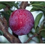 スモモ(プラム）：太陽（たいよう）4～5号ポット[大果の人気品種][苗木]