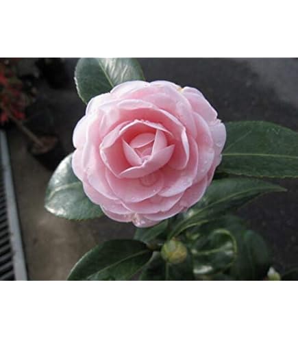 Amazon.co.jp: 椿 玉の浦 ツバキ 苗木 7号 : DIY・工具・ガーデン